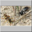 Nomada lathburiana - Wespenbiene m19 10mm.jpg